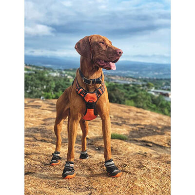 M-Pets Hiking Dog Shoes Protective Breathable Boots XS